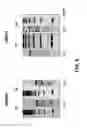 Fig. 09 - Methods and compositions for gene correction