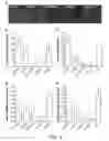 Fig. 05 - Vectors and methods to treat ischemia