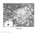 Fig. 22 - Vectors and methods to treat ischemia