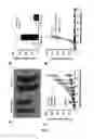 Fig. 07 - GM-CSF and IL-4 conjugates, compositions, and methods related thereto