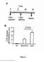 Fig. 09 - GM-CSF and IL-4 conjugates, compositions, and methods related thereto