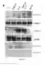 Fig. 17 - GM-CSF and IL-4 conjugates, compositions, and methods related thereto