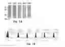 Fig. 02 - Novel Epitope for Switching to TH2 Cell and Use Thereof