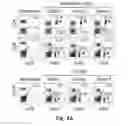 Fig. 05 - Novel Epitope for Switching to TH2 Cell and Use Thereof
