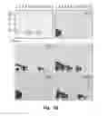 Fig. 08 - Novel Epitope for Switching to TH2 Cell and Use Thereof