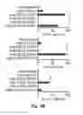 Fig. 11 - Novel Epitope for Switching to TH2 Cell and Use Thereof