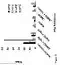 Fig. 27 - Method for altering the binding specificity of plasma proteins by oxidation