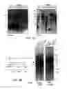 Fig. 05 - Antibody molecules