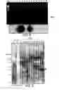 Fig. 06 - Antibody molecules