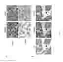 Fig. 10 - Antibody molecules