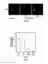 Fig. 08 - Methods and Compositions Related to Immunizing Against Staphylococcal Lung Diseases and Conditions