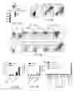 Fig. 03 - Modified T cell comprising a polynucleotide encoding an inducible stimulating molecule comprising MyD88, CD40 and FKBP12