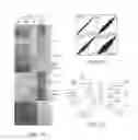 Fig. 08 - Modified T cell comprising a polynucleotide encoding an inducible stimulating molecule comprising MyD88, CD40 and FKBP12