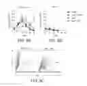 Fig. 09 - Modified T cell comprising a polynucleotide encoding an inducible stimulating molecule comprising MyD88, CD40 and FKBP12
