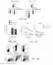 Fig. 11 - Modified T cell comprising a polynucleotide encoding an inducible stimulating molecule comprising MyD88, CD40 and FKBP12