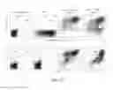 Fig. 15 - Modified T cell comprising a polynucleotide encoding an inducible stimulating molecule comprising MyD88, CD40 and FKBP12