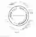 Fig. 16 - Modified T cell comprising a polynucleotide encoding an inducible stimulating molecule comprising MyD88, CD40 and FKBP12