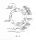 Fig. 20 - Modified T cell comprising a polynucleotide encoding an inducible stimulating molecule comprising MyD88, CD40 and FKBP12