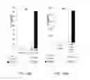 Fig. 31 - Modified T cell comprising a polynucleotide encoding an inducible stimulating molecule comprising MyD88, CD40 and FKBP12