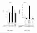 Fig. 33 - Modified T cell comprising a polynucleotide encoding an inducible stimulating molecule comprising MyD88, CD40 and FKBP12