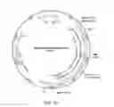 Fig. 61 - Modified T cell comprising a polynucleotide encoding an inducible stimulating molecule comprising MyD88, CD40 and FKBP12