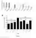 Fig. 06 - NOVEL MEDICAMENTS COMPRISING AN ANTIBODY COMPOSITION ENRICHED WITH PREDOMINANT CHARGE ISOFORM