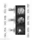 Fig. 152 - SPECIFIC BINDING PROTEINS AND USES THEREOF