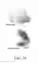 Fig. 22 - SPECIFIC BINDING PROTEINS AND USES THEREOF
