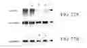 Fig. 30 - SPECIFIC BINDING PROTEINS AND USES THEREOF