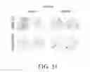 Fig. 34 - SPECIFIC BINDING PROTEINS AND USES THEREOF