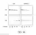 Fig. 50 - SPECIFIC BINDING PROTEINS AND USES THEREOF