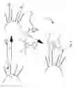 Fig. 03 - Surface modified nanoparticles