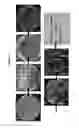 Fig. 08 - Endophytes and related methods
