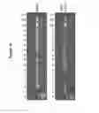 Fig. 28 - Endophytes and related methods