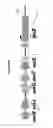 Fig. 69 - Endophytes and related methods