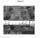 Fig. 91 - Endophytes and related methods