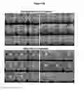Fig. 98 - Endophytes and related methods