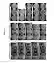 Fig. 99 - Endophytes and related methods
