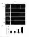 Fig. 04 - Method for preparing chondrocytes