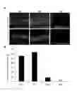 Fig. 06 - Method for preparing chondrocytes