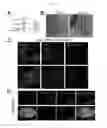 Fig. 09 - Method for preparing chondrocytes