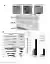 Fig. 10 - Method for preparing chondrocytes