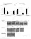 Fig. 14 - Method for preparing chondrocytes