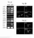 Fig. 04 - Generation of inner ear auditory hair cell