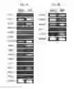 Fig. 05 - Generation of inner ear auditory hair cell