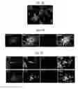 Fig. 07 - Generation of inner ear auditory hair cell