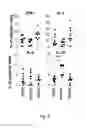 Fig. 07 - Tolerogenic dendritic cells, method for their production and uses therof