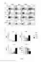Fig. 23 - Tolerogenic dendritic cells, method for their production and uses therof