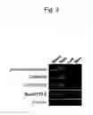 Fig. 04 - GLUCURONOSYLTRANSFERASE, GENE ENCODING SAME AND USE THEREOF