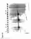 Fig. 11 - Modified Phosphatases